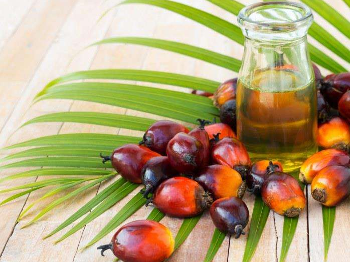 如何投資建設(shè)棕櫚油加工廠？企鵝糧油機(jī)械在線為您答疑解惑(圖1)