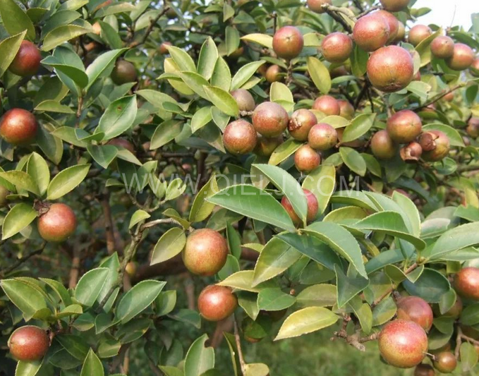 茶籽油壓榨設(shè)備認(rèn)準(zhǔn)企鵝機械，性能穩(wěn)定操作便利(圖1)