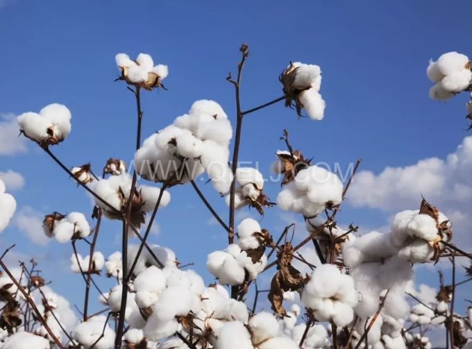 棉籽油精煉設(shè)備，充分脫離棉酚生產(chǎn)健康營(yíng)養(yǎng)油(圖1)